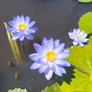 The Sacred Bonsai Bowl Lotus Flower Seed